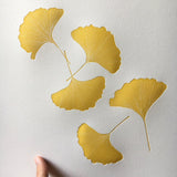 Golden Gingko Leaves