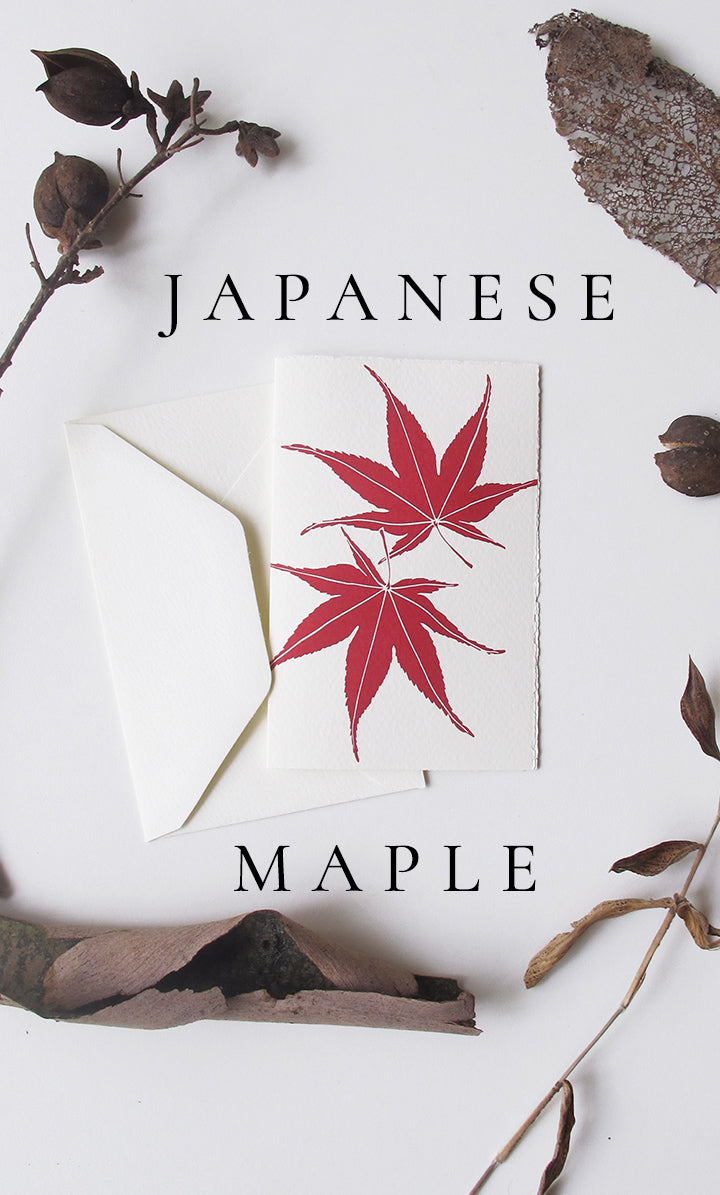 Japanese Maple Twins